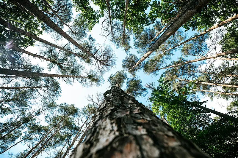 Forestry and Agriculture
