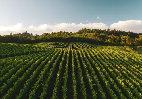 Agriculture & Forestry